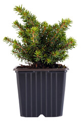 Young coniferous plant, seedling picea abies isolated on a white background. Spruce.