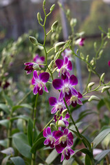 Garden of Dendrobium Bigibbum or Cooktown Orchid or Mauve Butterfly Orchid or Lilac Purple Orchid...