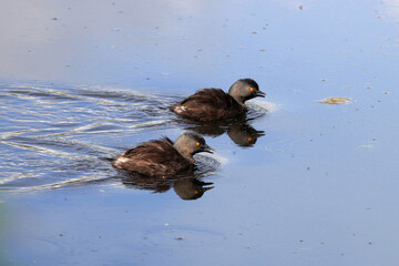 couple of Least Grebe (Tachybaptus dominicus) swimming in a river