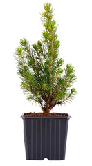 Young coniferous plant, seedling picea glauca isolated on a white background. Spruce.