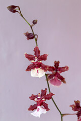 Fototapeta na wymiar Blooming of Red Sharry Baby Orchids.