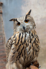 Eagle owl closeup