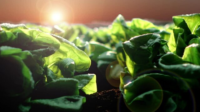 Lettuce field with morning sun light and sky