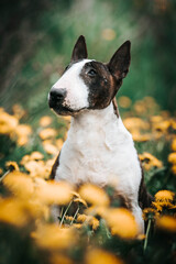 Bull terrier show dog posing. Dog portrait outside.