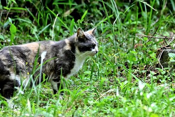 Fototapeta premium 猫