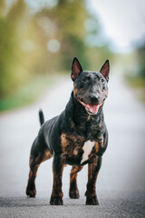 Bull terrier show dog posing. Dog portrait outside.	