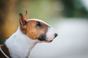 Bull terrier show dog posing. Dog portrait outside.	