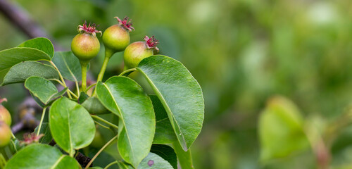 Branch with small pears growing on a tree. The fruits of the pear tree.