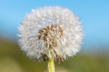 Dandelion seedhead against background bokeh of blue sky, and green nature landscape capturing springtime and summer in Lithuania.