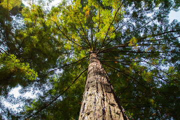 Fototapeta premium Looking up at tall tree in the forest