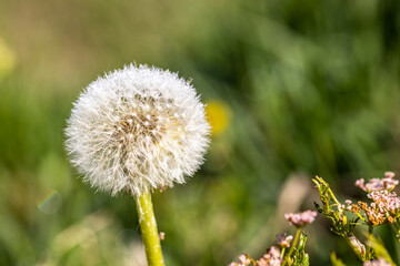 Dandelion after flowering on a blurry green