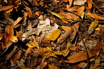 Autumn leaves on the ground