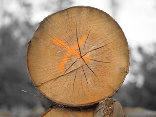 Orange markierter Baumstamm mit Rissen und Jahresringen