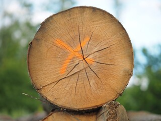 Orange markierter Baumstamm mit Rissen und Jahresringen	