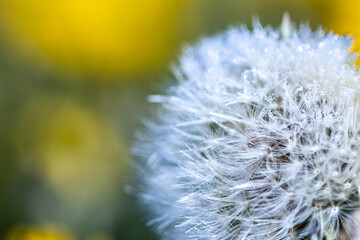 dandelion flower seed ball close up with dewdrops on a yellow and green background with copy space