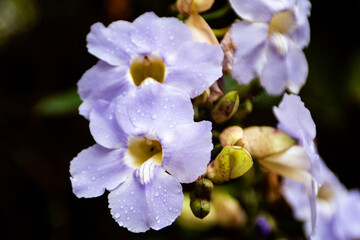 The blue tumbérgia is a plant of the genus thunbergia in the family Acanthaceae
white and purple flower