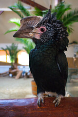 A trumpeter hornbill sits on a wooden railing in the tropical bird house of Debrecen Zoo