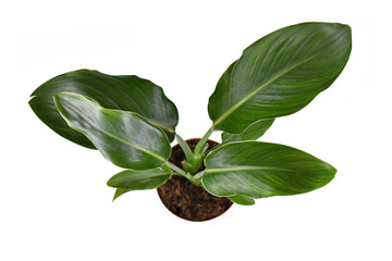 Top view of tropical 'Strelitzia Reginae