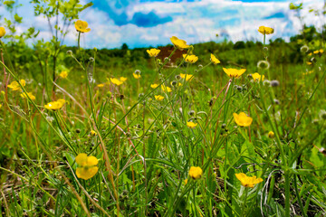 yellow flowers in the grass