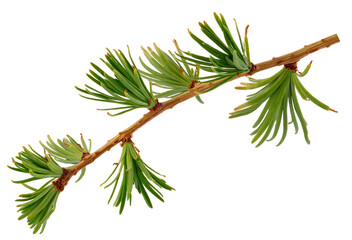 Larch branch with needles isolated on a white background.
