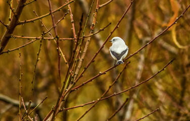 bird