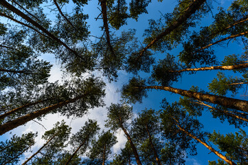 Obraz premium spring sunset near the city26