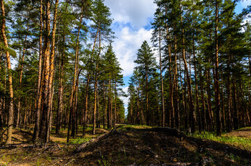 Obraz premium spring sunset near the city25