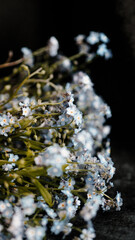 Blue flowers on a dark background.