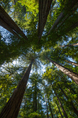 Looking up at giant redwood trees in forest