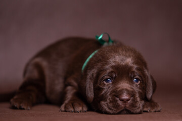 Portrait of a cute chocolate labrador puppy, dog in the studio.