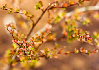 Close-up of barberries twigs at early spring.