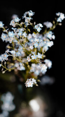 Fototapeta na wymiar Blue flowers on a dark background.