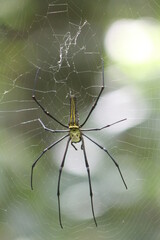 spider on the web