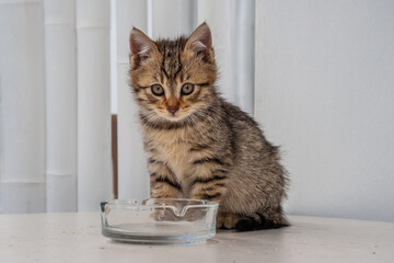 Little kitten on the table on wall background.