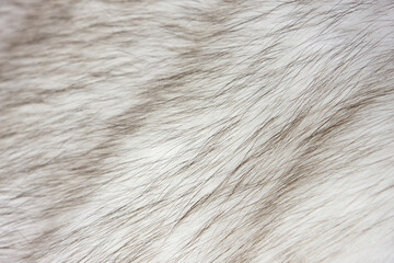 Close-up texture of Arctic fox fur.