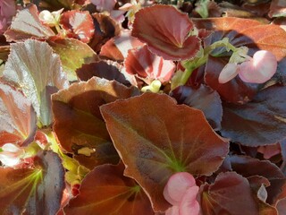 autumn leaves background