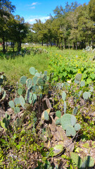 a Texas scene of trees and cactus