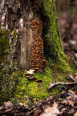 mushroom on a tree in the forest