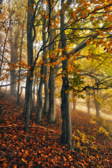 A misty fantastic autumn forest