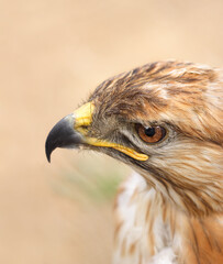 Close-up of Red-Tailed Hawk in aviary.
