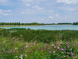 Blue lake with wild flowers in Riemer Park Munich