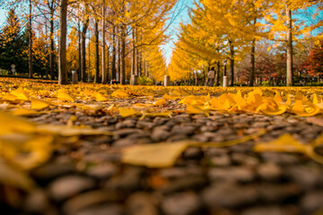 A low angle view of fallen leaves on ground at Nishat Bagh (garden) during autumn in Srinagar,