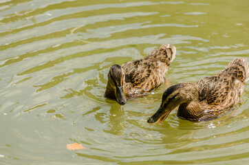 Two wild ducks on the bank of the canal 