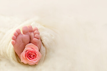 Feet of a newborn baby. Newborn girl. Fingers of a small child with a pink rose flower. The tenderness of a new life. Copy space