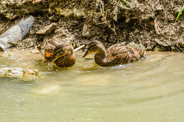 Two wild ducks on the bank of the canal 