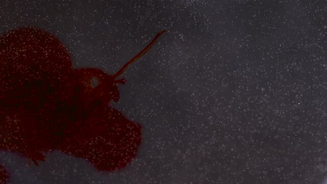 Abstract moving speckles with a blood red splatter floating texture background
