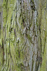 Rough tree bark texture on an aged tree