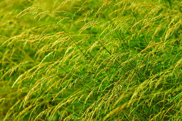 Close-up of long grass in grass feild at summer.