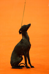 Italian greyhound on show lead on orange carpet