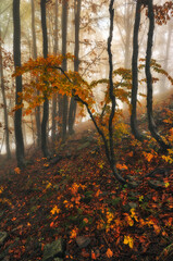 Fototapeta premium A misty fantastic autumn forest